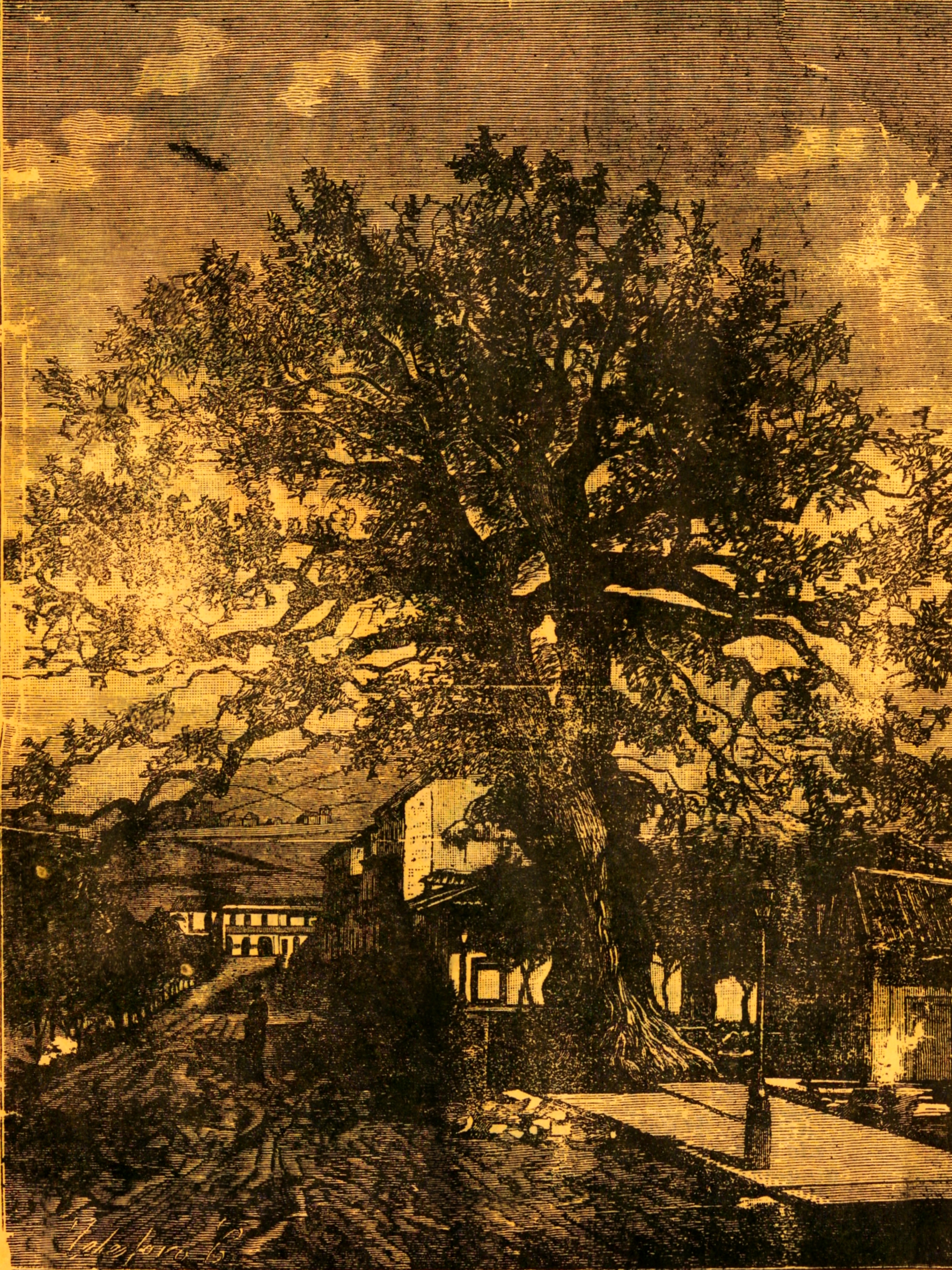 Historical drawing of El Carbayón on Uría street