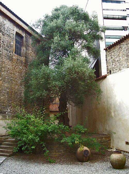 Olivo del Pilgrims’ Cemetery of Oviedo Cathedral