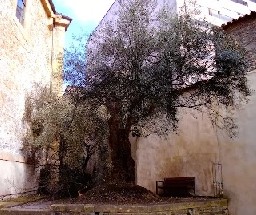 Olivo del Cementerio de Peregrinos en la Catedral de Oviedo