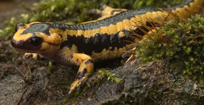 Sacavera o salamandra de Oviedo