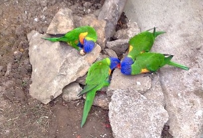 Loros en El Bosque