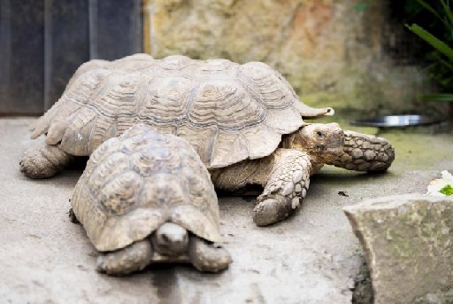 Tortugas en El Bosque